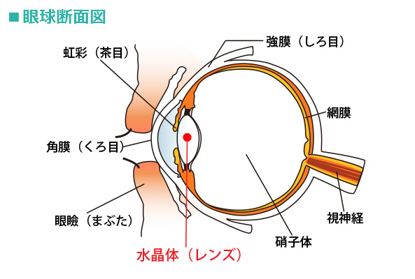 眼球断面図